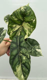 (UG-60)Root in moss 4+ leaves - Alocasia 'Dragon Scale' Variegated Rare Plant- Get Similar to the picture