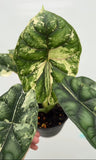 (UG-60)Root in moss 4+ leaves - Alocasia 'Dragon Scale' Variegated Rare Plant- Get Similar to the picture