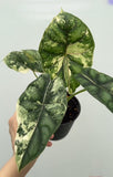 (UG-60)Root in moss 4+ leaves - Alocasia 'Dragon Scale' Variegated Rare Plant- Get Similar to the picture
