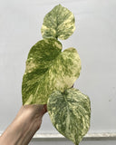 (UG-13)Root in moss 3-4 leaves- Monstera Delisiosa 'Legacy' Variegated Rare Plant- Get Similar to the picture