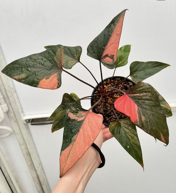 (UG-37)Root in moss 5+ leaves, Full Plant - 'Homalomena Pink Diamond' Variegated Rare Plant- Get Similar to the picture