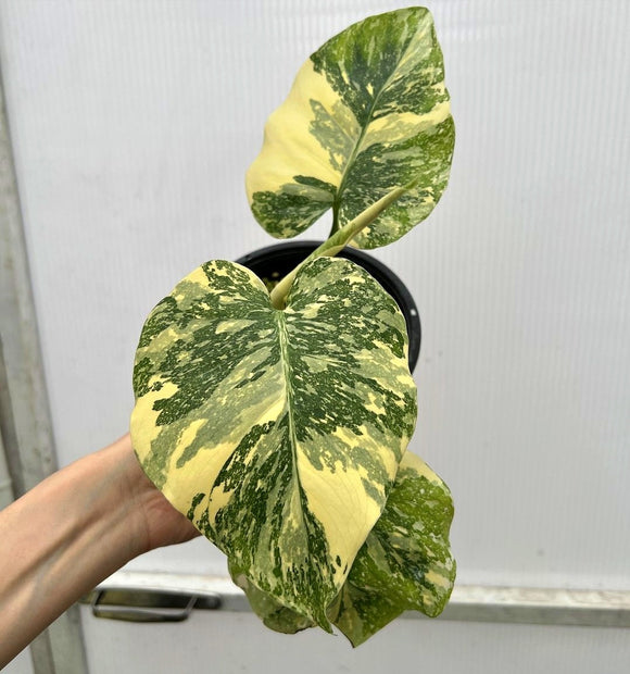 (UG-10)Root in moss top cut 3 leaves- Monstera delisiosa 'Cream Brulee' Variegated Rare Plant- Get Similar to the picture