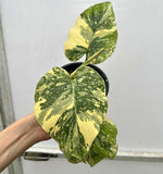 (UG-10)Root in moss top cut 3 leaves- Monstera delisiosa 'Cream Brulee' Variegated Rare Plant- Get Similar to the picture