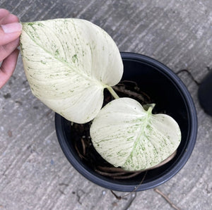 (UG-12)Root in moss 1-2 leaves- Monstera Delisiosa 'White Monster' Variegated Rare Plant- Get Similar to the picture