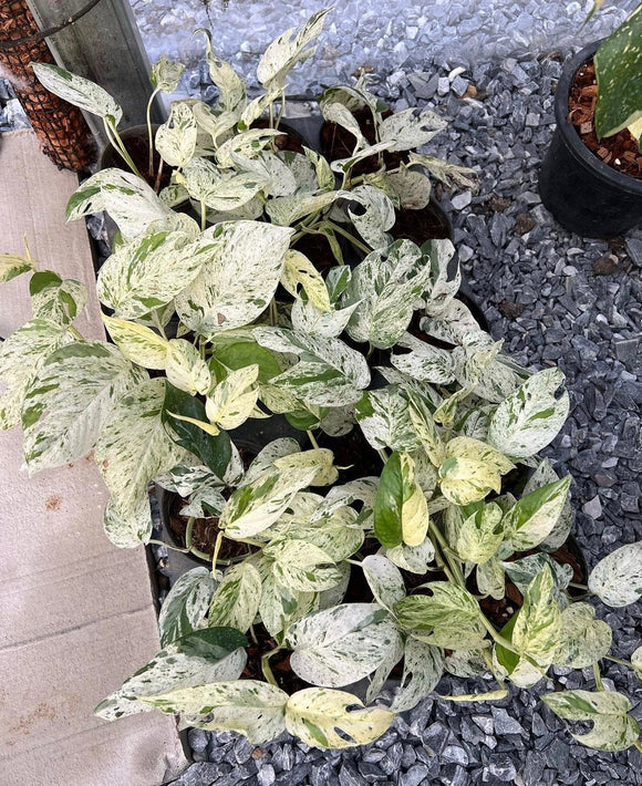 (UG-18)Root in moss 5+ leaves- Epipremnum 'Pinatum Marble' Variegated Rare Plant- Get Similar to the picture