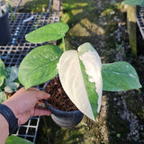 (UG-64)Root in moss 4+ leaves - Syngonium 'Chiapense' Variegated Rare Plant- Get Similar to the picture