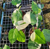 (UG-64)Root in moss 4+ leaves - Syngonium 'Chiapense' Variegated Rare Plant- Get Similar to the picture