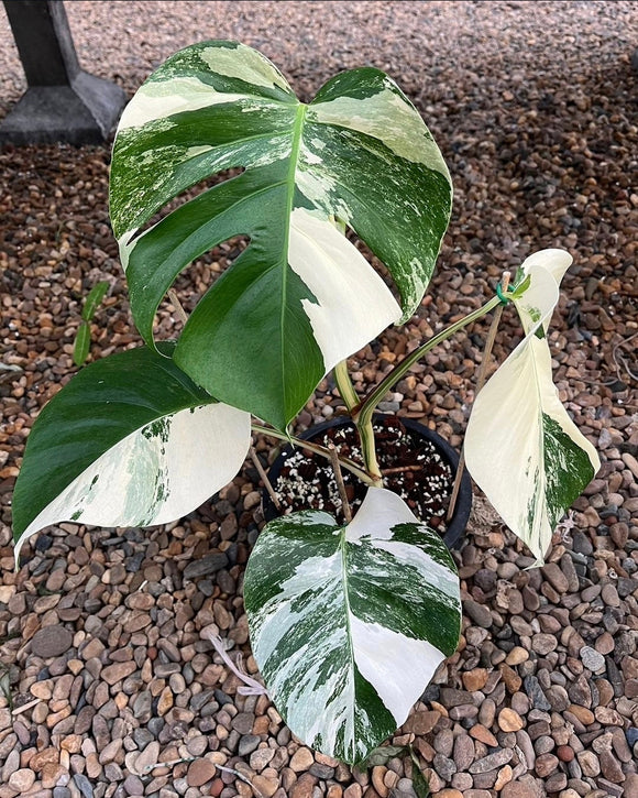Root in moss 4+ leaves- Monstera Delisiosa 'Albo' Variegated Rare Plant- Get Similar
