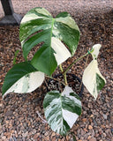 Root in moss 4+ leaves- Monstera Delisiosa 'Albo' Variegated Rare Plant- Get Similar