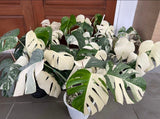 Root in moss 4+ leaves- Monstera Delisiosa 'Albo' Variegated Rare Plant- Get Similar
