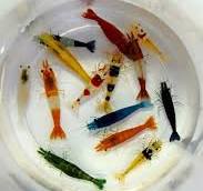 Skittles Assorted Neocaridina