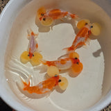 Red & White Sakura Bubble Eye Goldfish