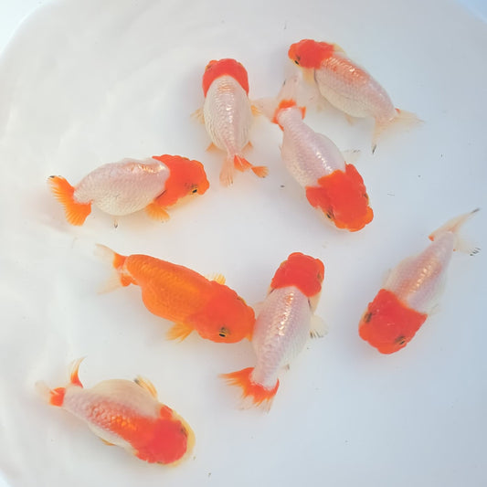 Red and Red & White Ranchu Lionhead/Dragonhead Juvenile
