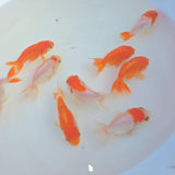 Red & White Ranchu Juvenile