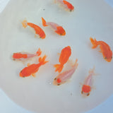 Red & White Ranchu Juvenile