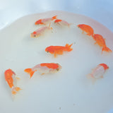 Red & White Ranchu Juvenile