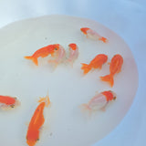 Red & White Ranchu Juvenile