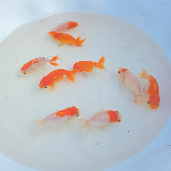 Red & White Ranchu Juvenile