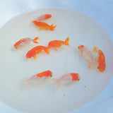 Red & White Ranchu Juvenile