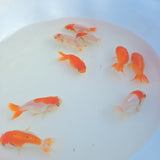 Red & White Ranchu Juvenile