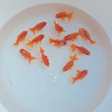 Red Ryukin Juvenile / Set of three