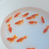 Red Ryukin Juvenile / Set of three