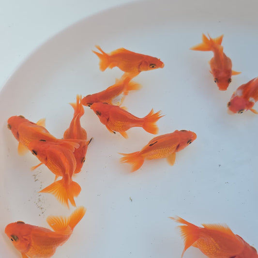 Red Ryukin Juvenile / Set of three