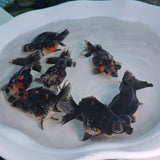 Demekin Dark Tri Color Juvenile / Set of three