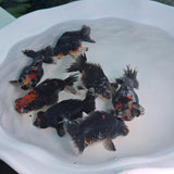 Demekin Dark Tri Color Juvenile / Set of three