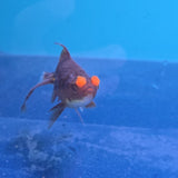 Pom Pom Copper Oranda Juvenile