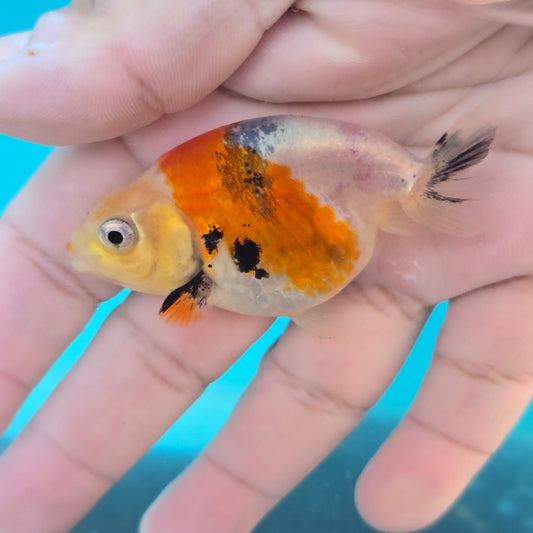 Calico Ranchu Juvenile