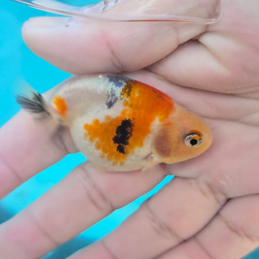 Calico Ranchu Juvenile