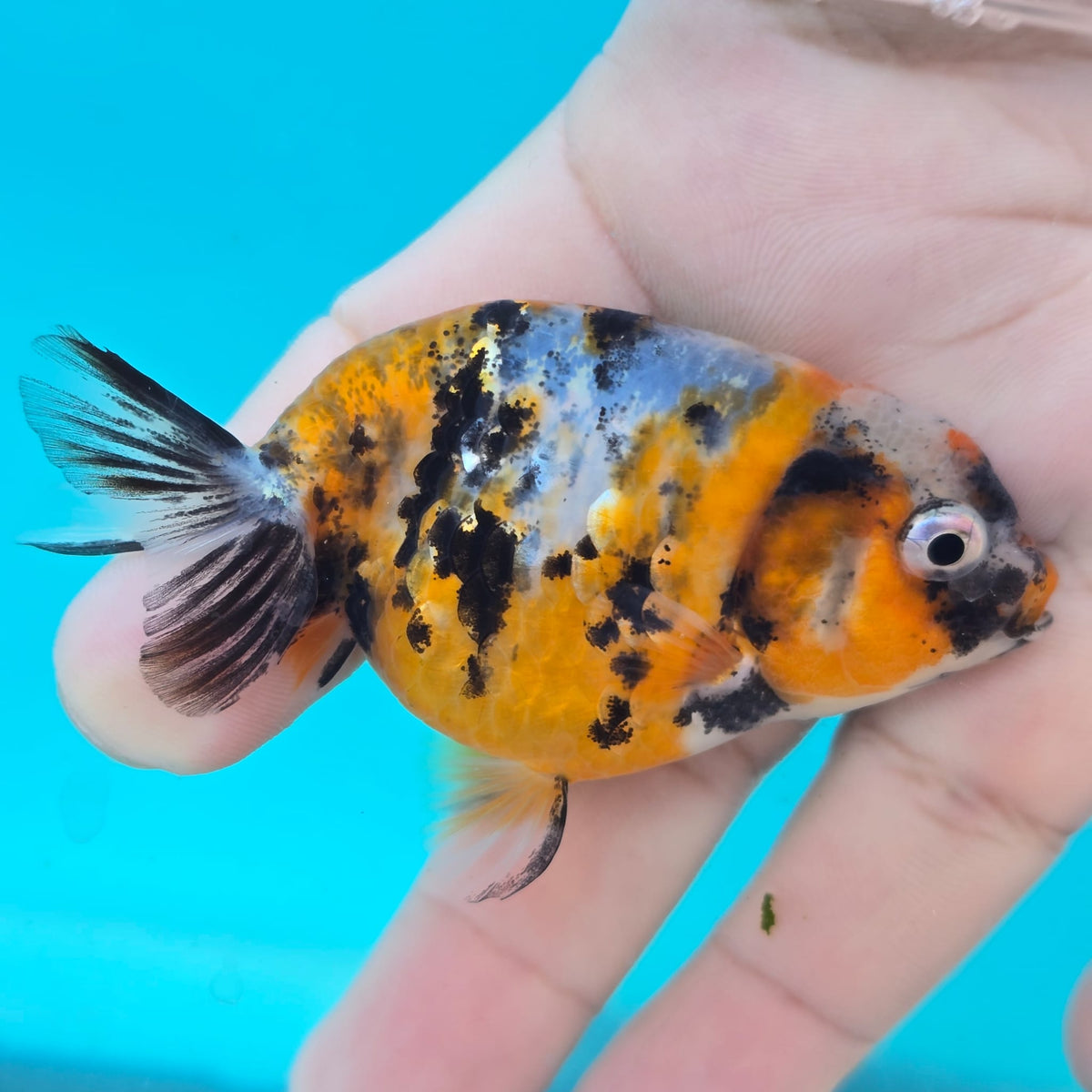 Calico Ranchu Juvenile – Blue Crown Aqua