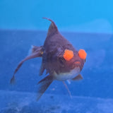 Pom Pom Copper Oranda Juvenile