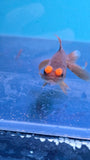 Pom Pom Copper Oranda Juvenile