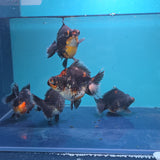 Demekin Dark Tri Color Juvenile / Set of three