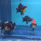 Demekin Dark Tri Color Juvenile / Set of three