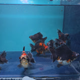 Demekin Dark Tri Color Juvenile / Set of three