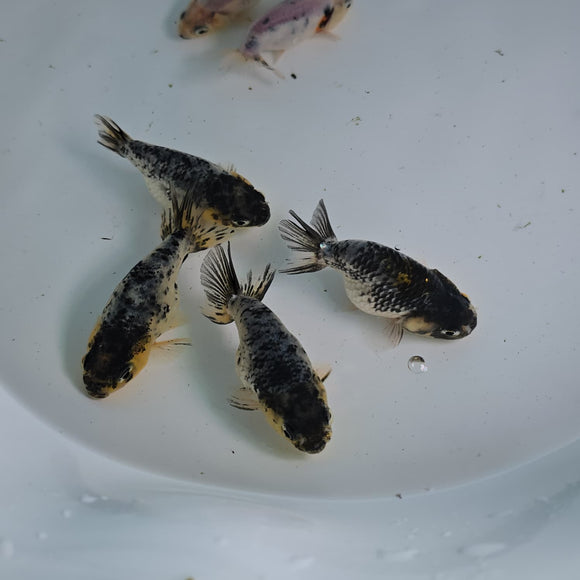 Granite Ranchu Juvenile