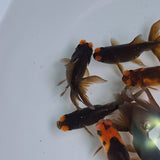 Pom Pom Copper Oranda Juvenile