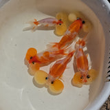 Red & White Sakura Bubble Eye Goldfish