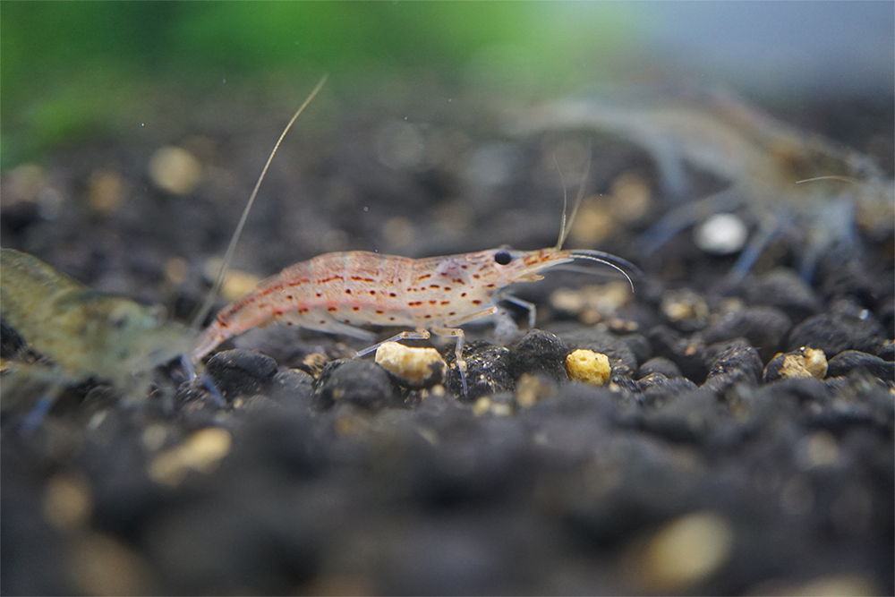 AMANO