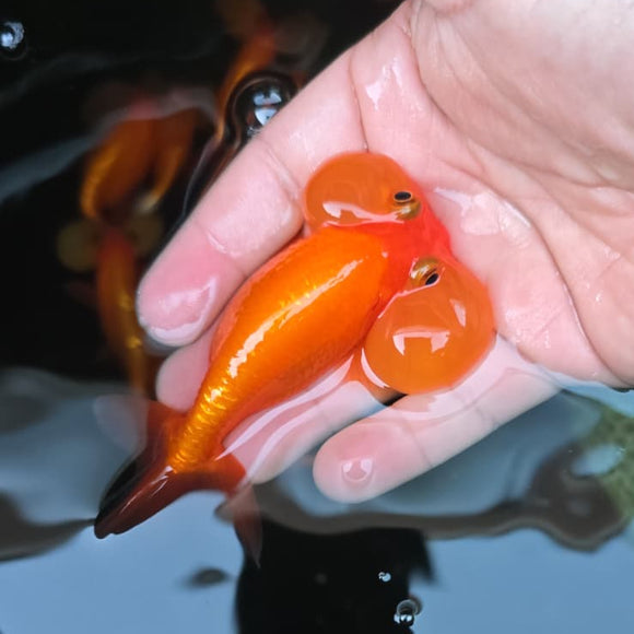 Super Red Bubble Eye Goldfish