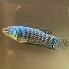 Wild Betta female Alien. Green, Blue, and Turquoise