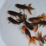 Pom Pom Copper Oranda Juvenile