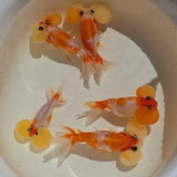 Red & White Sakura Bubble Eye Goldfish
