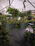6 inch Pot - Monkey's Tail Cactus Cleistocactus Colademononis hanging pot - Get one similar as picture