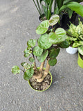 6 inch Pot- Fabian Aralia Tree Stump Unique Bonsai Live Plant, 6" Pot, Green/Purple Foliage - Get similar to picture
