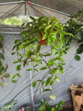 6 inch Pot - XL Hanging, Hoya Carnosa Jade Easy Care - Get similar to picture