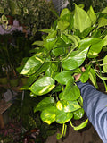 6 inch Pot - Big/XL Green Pothos Air Purifier for your indoor  1 foot strings at least - Get similar to picture or bigger!